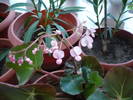 flori 19.05.2009 041