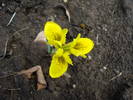 Iris danfordiae (2009, March 19)