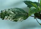 detaliu frunza Hibiscus Cooperi