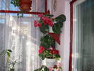 Flori-2009
