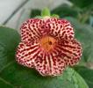 Kohleria Cinnamon Toast