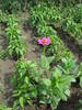 Picture 7984
