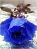 blue_rose_11