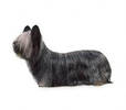 skye_terrier