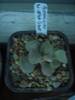 Adromischus cv. White Ghost