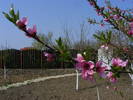 2009_04120071