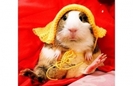 hamster5_tn[1]