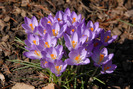 flowers-image