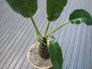 Dorstenia foetida - 22.07