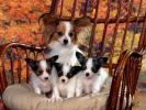 Papillon Wallpapers_ Poze cu caini