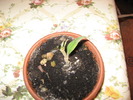 butas de rhododendrum pus la sfarsitul lui august