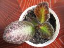 episcia Outoasis 1