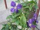 CLEMATIS