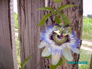 passiflora