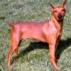 PINSCHER PITIC