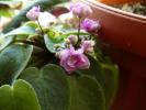mini-violeta