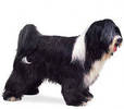 tibetan_terrier