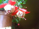 Picture 010