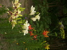 DSCI0830