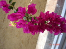 DSC02597