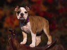 PUP18RK019201