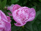 DSCI0993