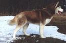 02husky_siberian