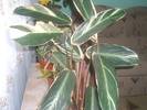 calathea