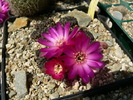 sulcorebutia_rauschii_cl.4