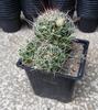 Mammillaria(dolichothele) decipiens