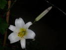 DSCI0860