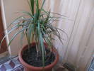 DRACAENA