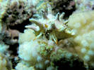 Hermit%20crab%202[1]