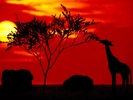 In the Savannah