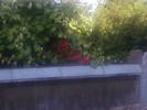 Fotografii-0080