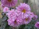 Crizantema lila 2