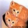 animale__avatare-cu-pisicute-41_jpg_85_cw85_ch85