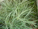 DSC00768
