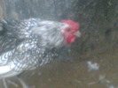 Imag029