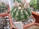 Notocactus uebelmanianus
