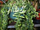nematanthus