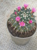 Mamillaria winteriana