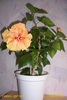 Classic apricot (24 ani, din 1985), tuns