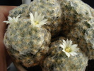Mammillaria shiedeana