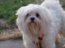 maltese dogq