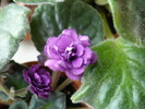 Double Black Cherry