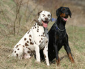 Dalmatian_and_Dobermann