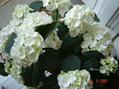 DSC02633
