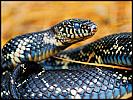 amazing-snake-pictures20[1]
