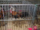 P8161846